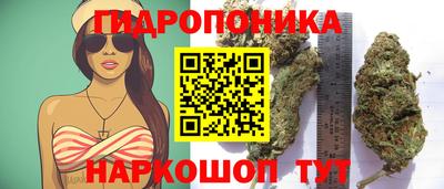 прущие крисы Будённовск